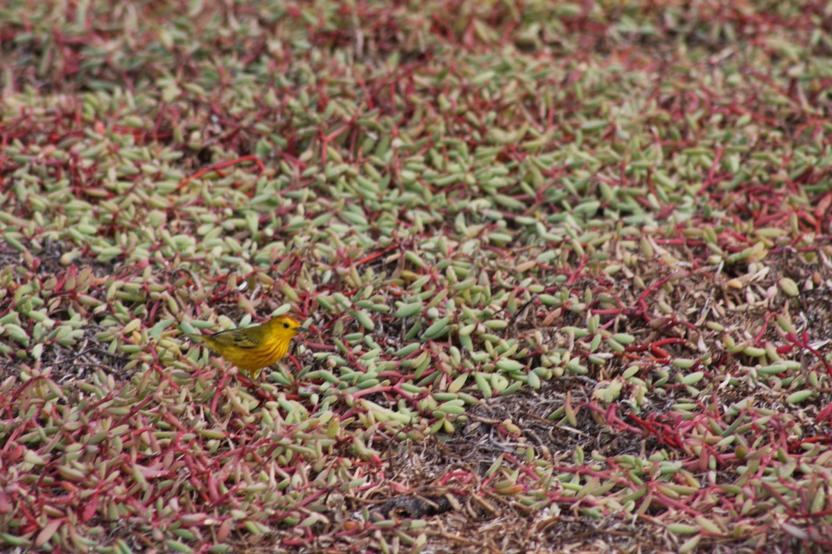 Yellow Warbler - ML621923234