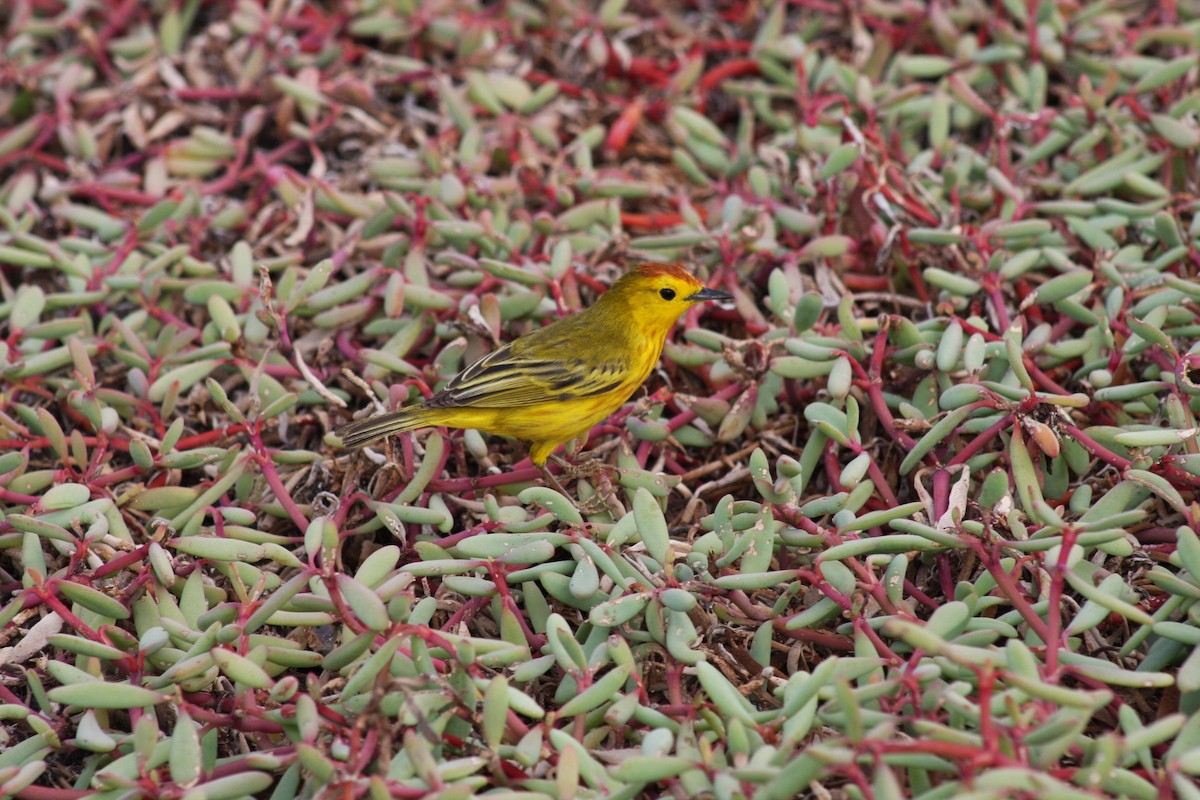 Yellow Warbler - ML621923238