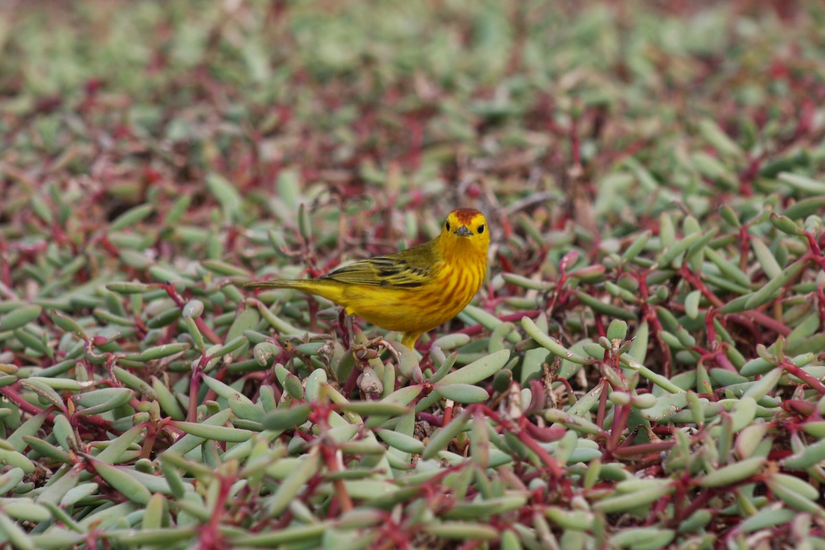 Yellow Warbler - ML621923239