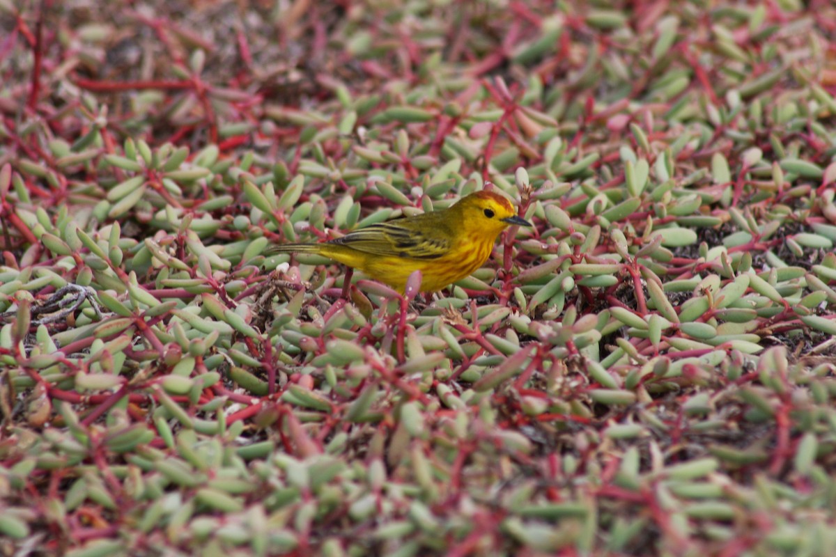 Yellow Warbler - ML621923240