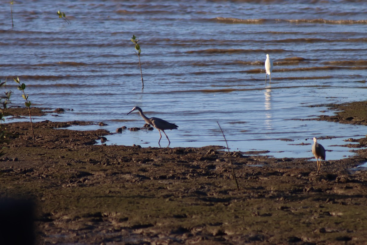 White-faced Heron - ML621923246