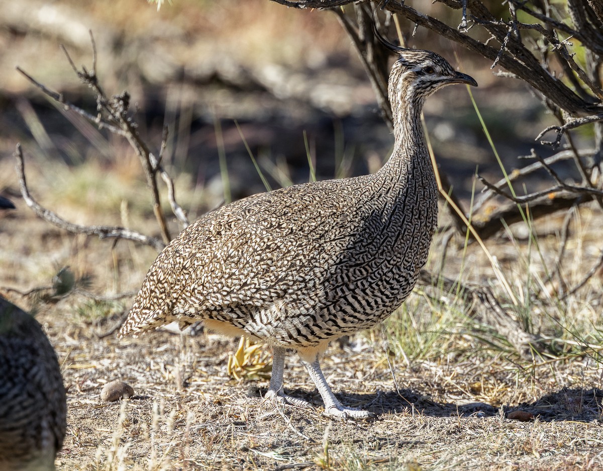 Elegant Crested-Tinamou - ML621923265