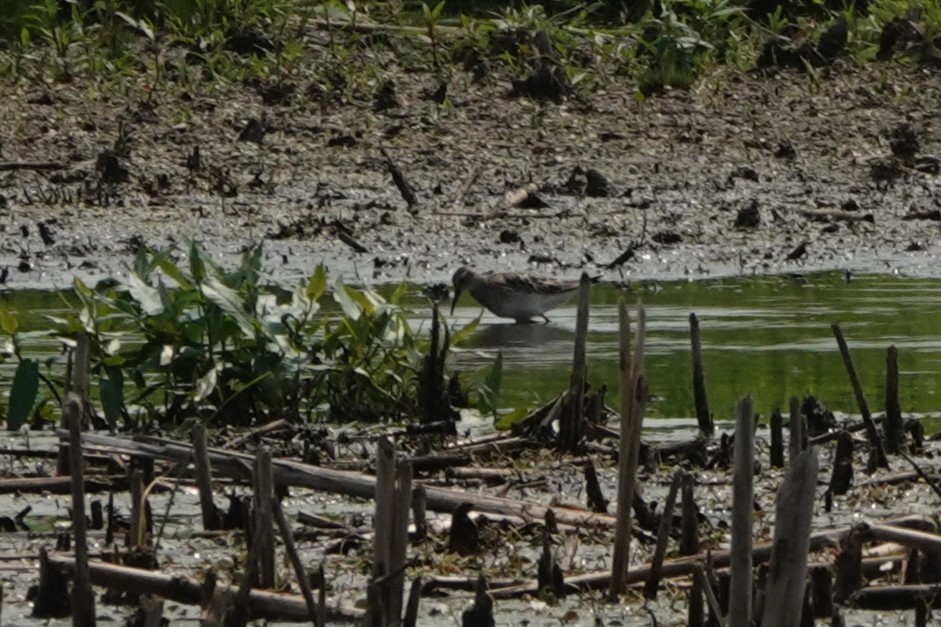 Pectoral Sandpiper - ML621923356