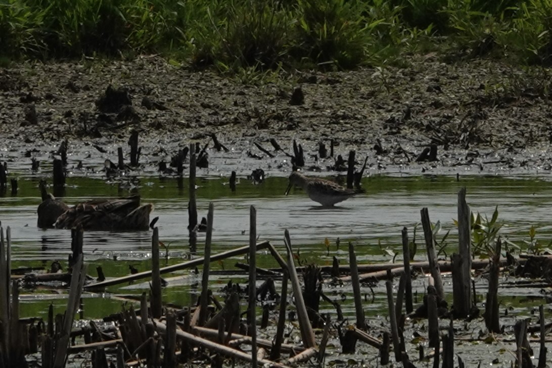 Pectoral Sandpiper - ML621923360