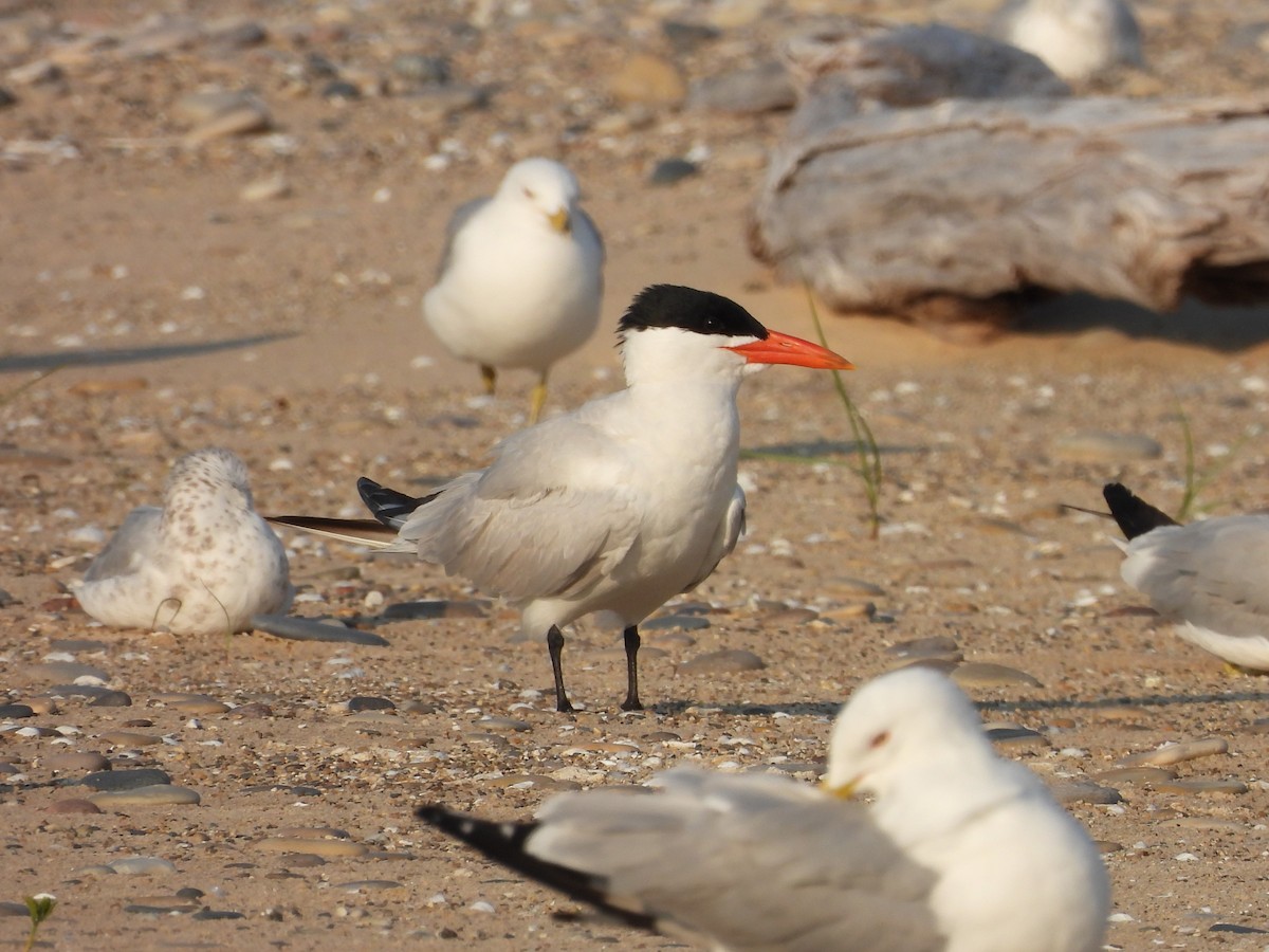 Caspian Tern - ML621923388