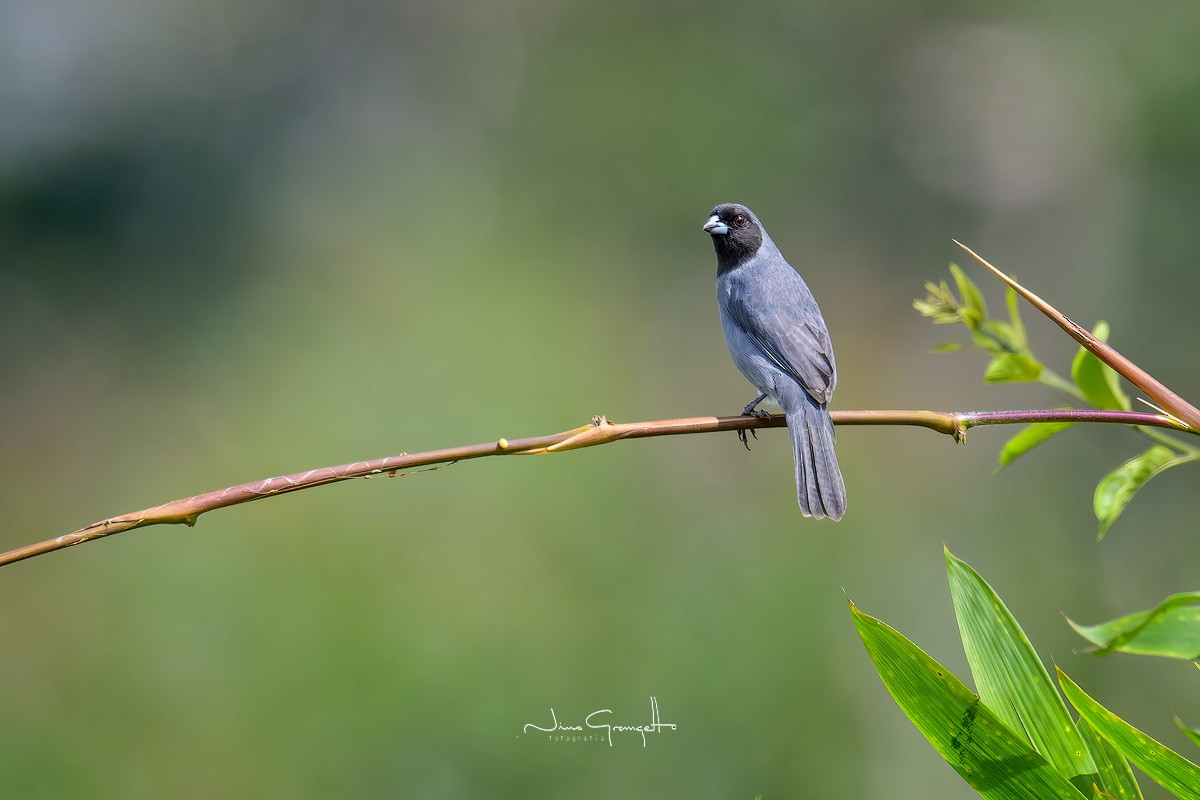 Black-faced Tanager - ML621923396