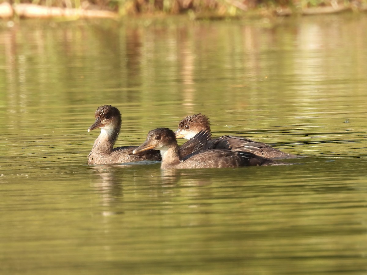 Hooded Merganser - ML621923412