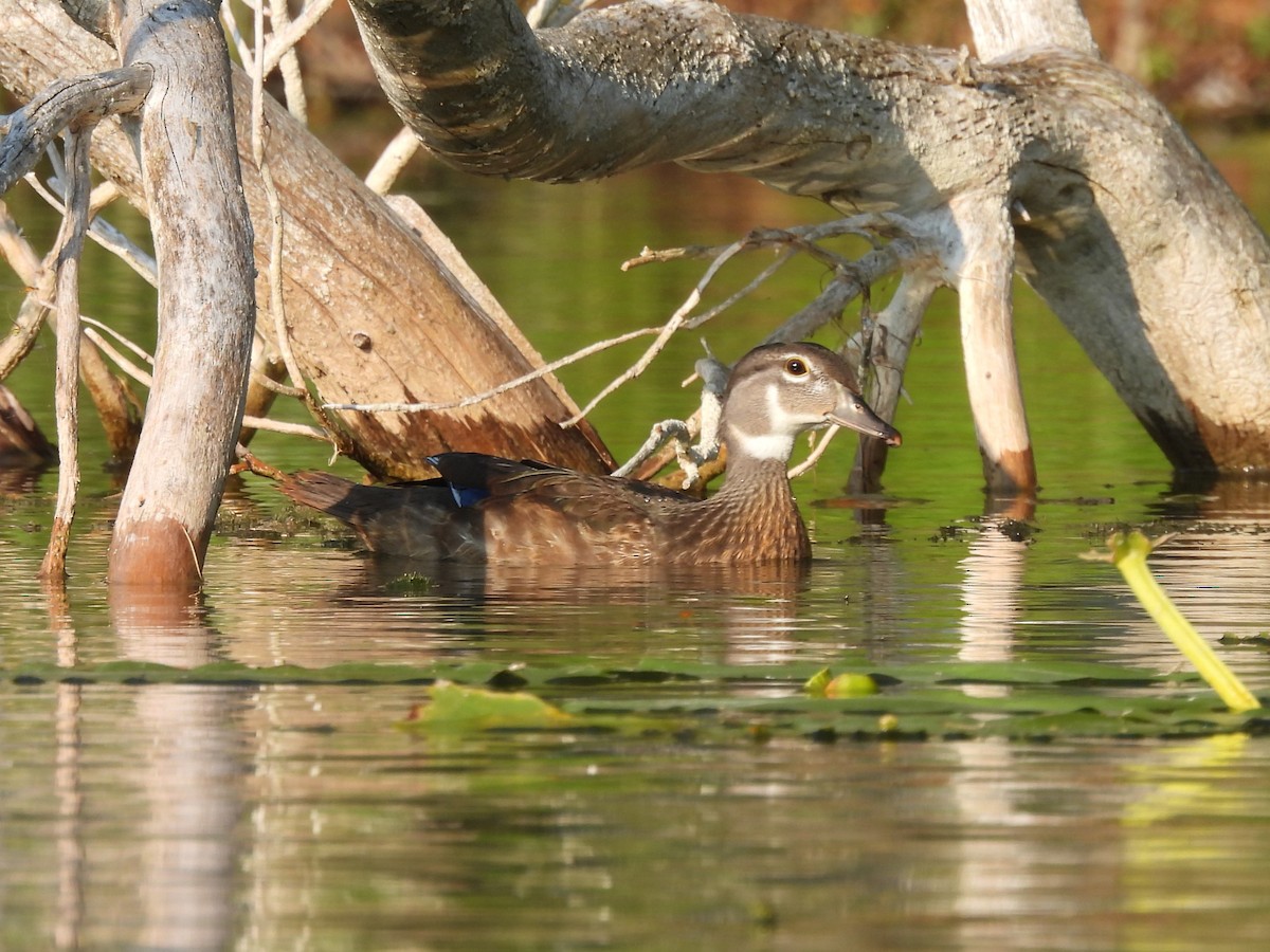 Wood Duck - ML621923415