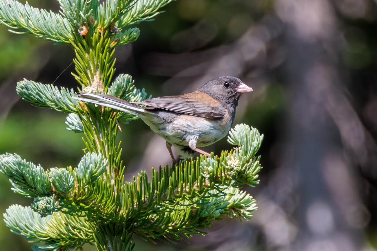 vinterjunko - ML621923433