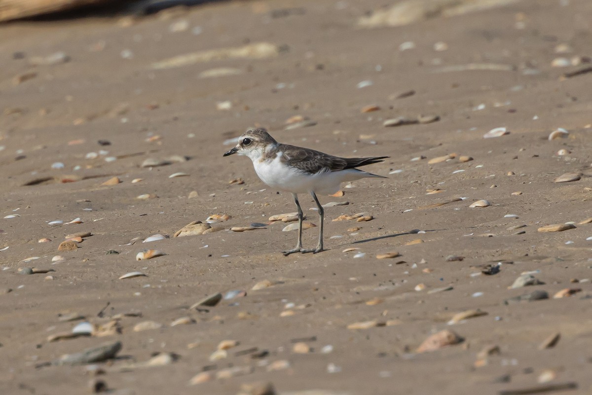 Kentish Plover - ML621923434