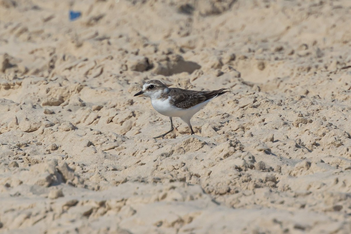 Kentish Plover - ML621923435