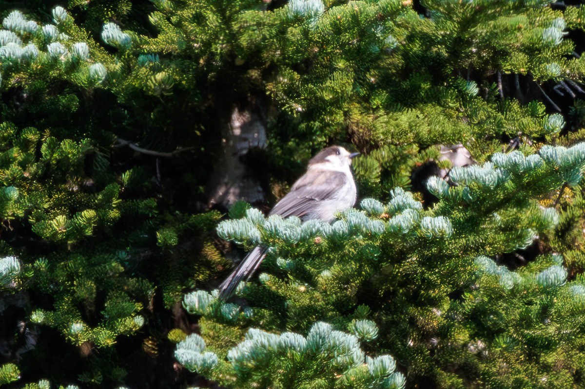 gråskrike - ML621923438