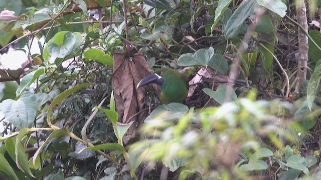 Toucanet à gorge blanche - ML621923439