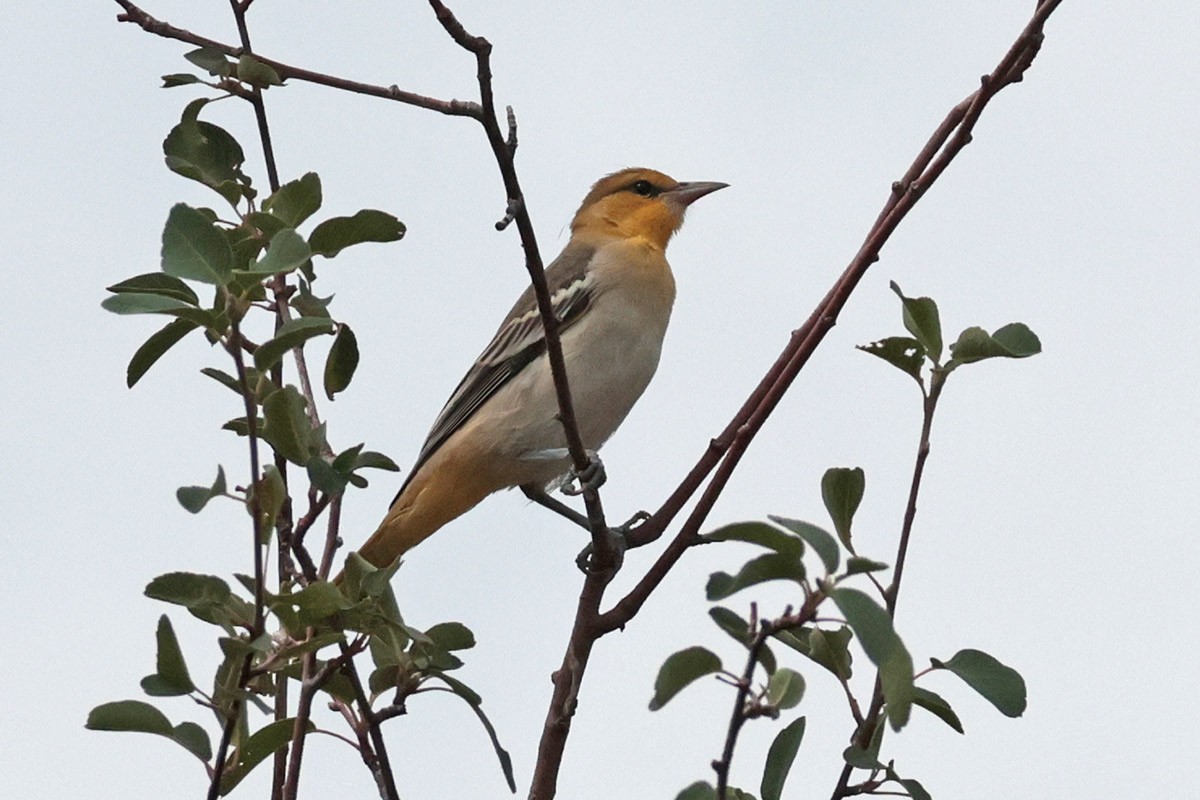 Bullock's Oriole - ML621923444