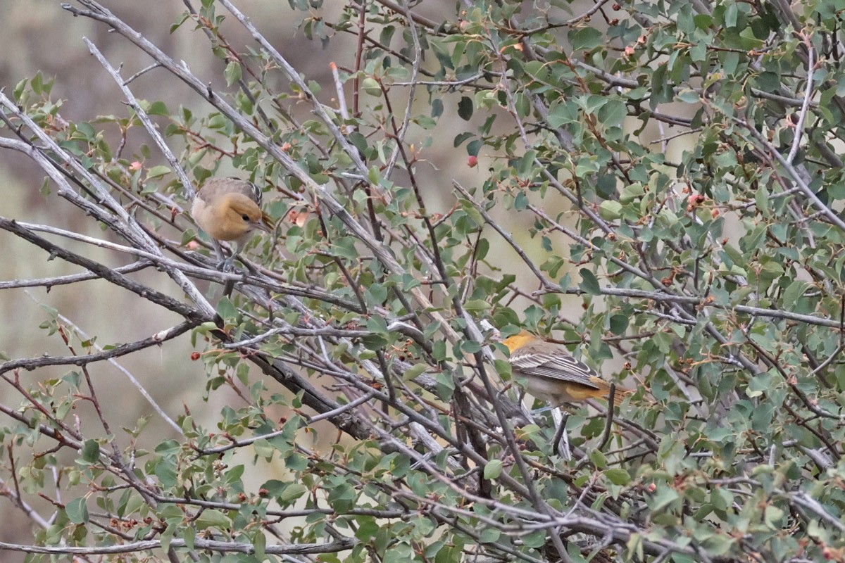 Bullock's Oriole - ML621923445