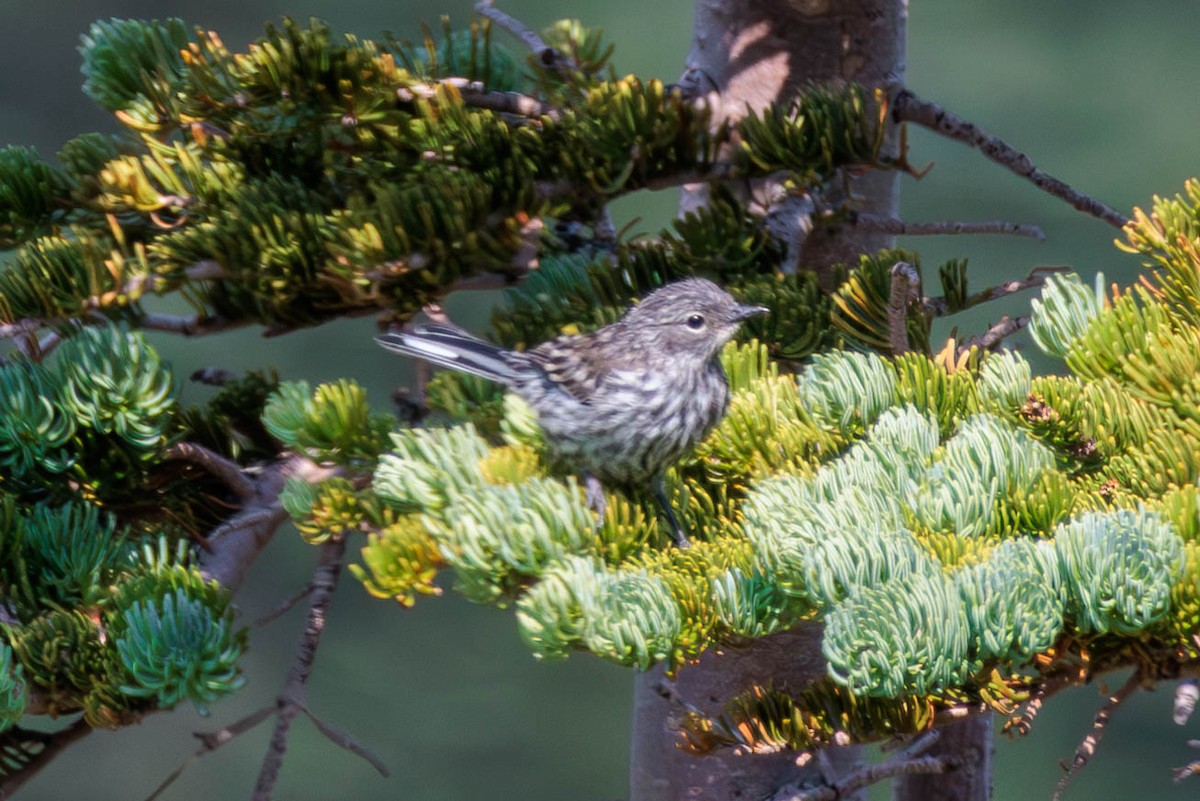 myrteparula - ML621923446