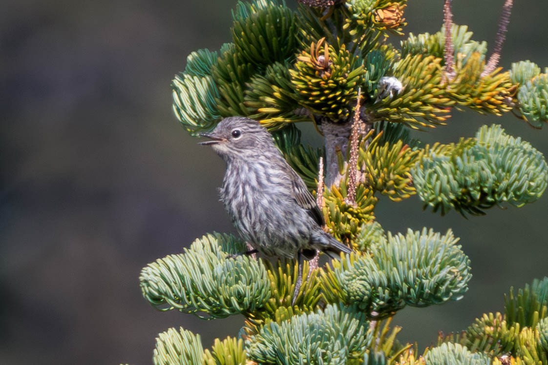 myrteparula - ML621923447