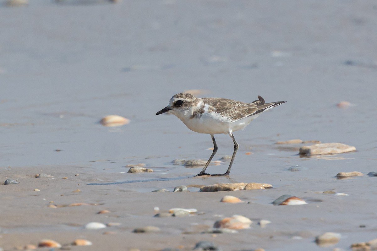 Kentish Plover - ML621923459