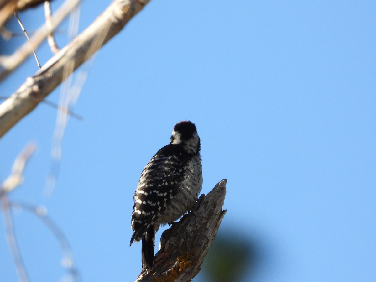 Nuttall's Woodpecker - ML621923507