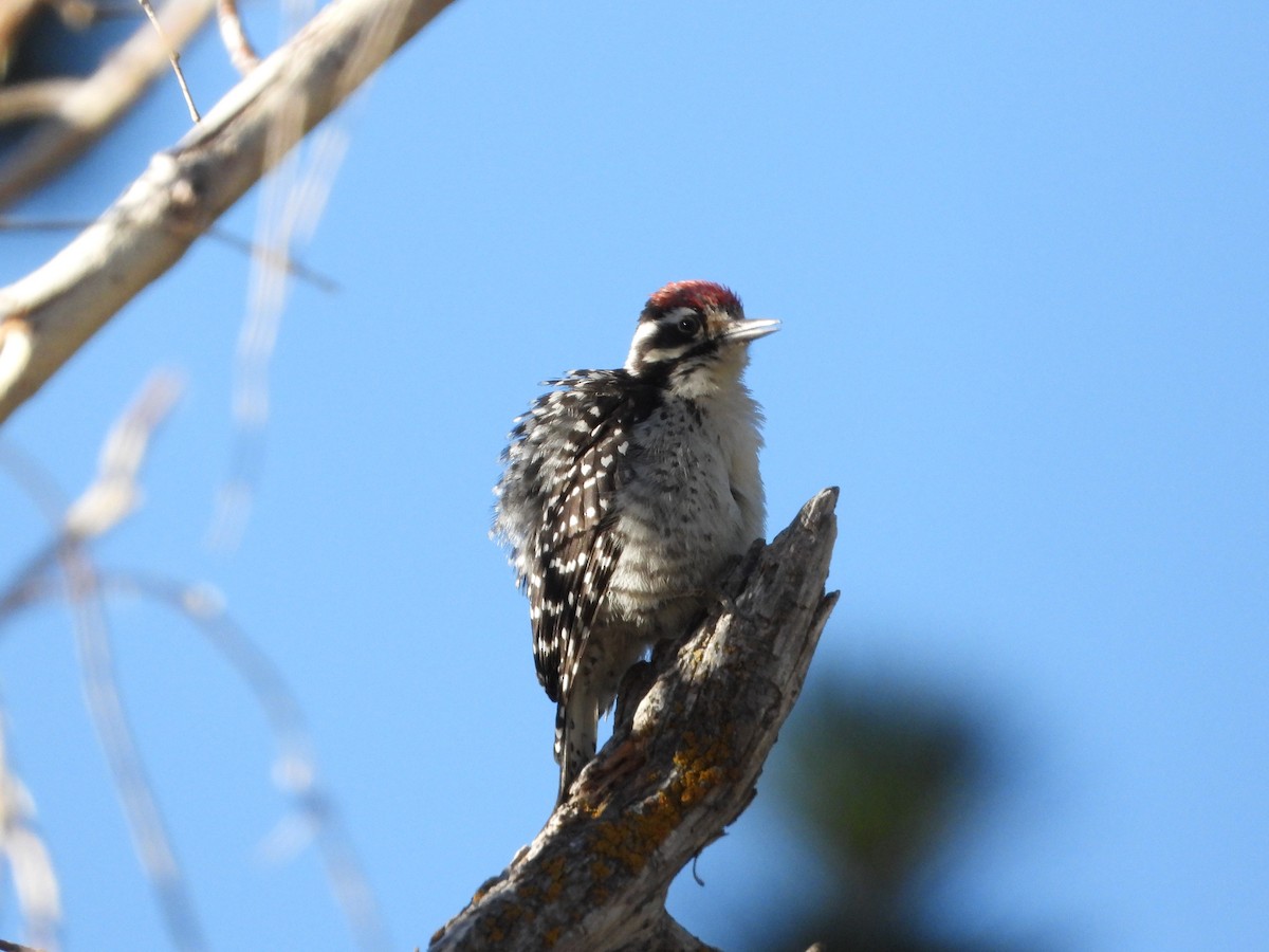 Nuttall's Woodpecker - ML621923508