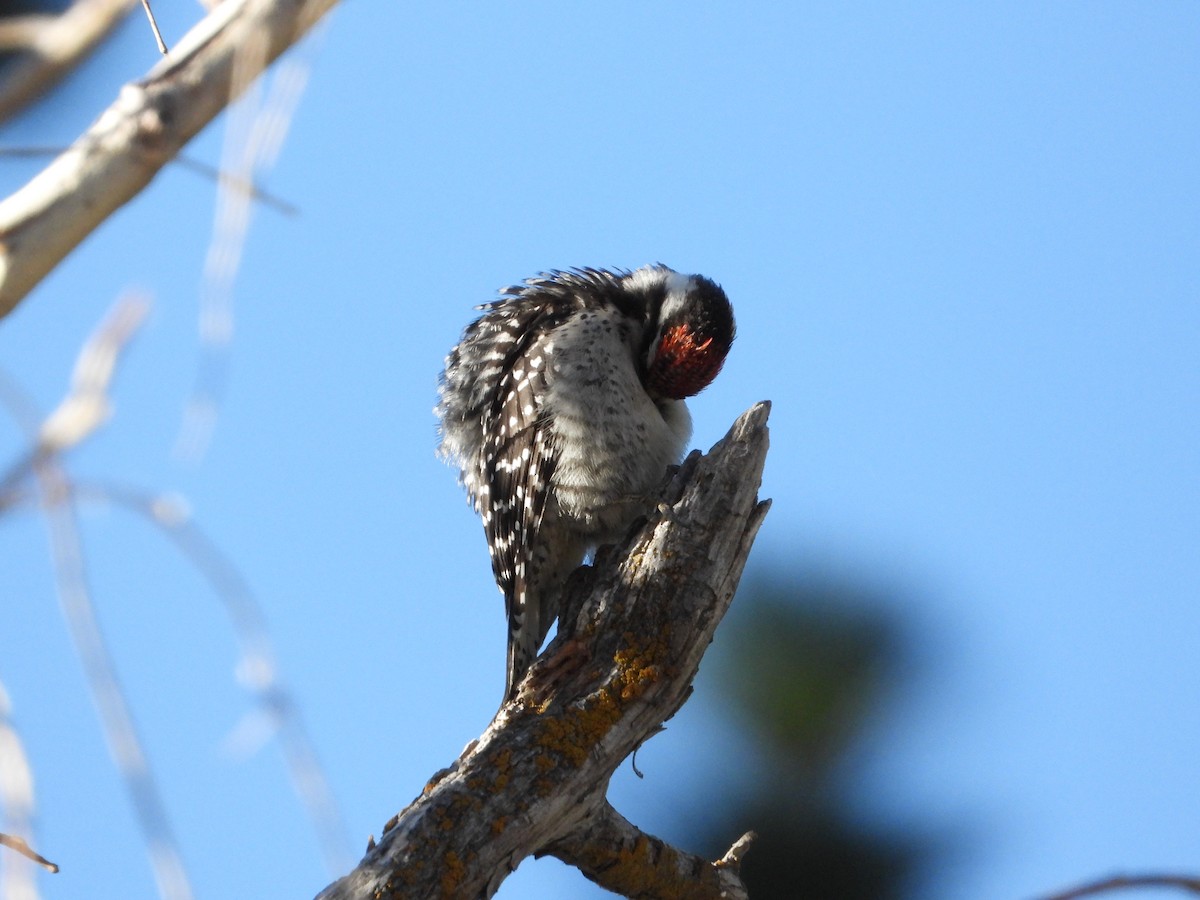 Nuttall's Woodpecker - ML621923509