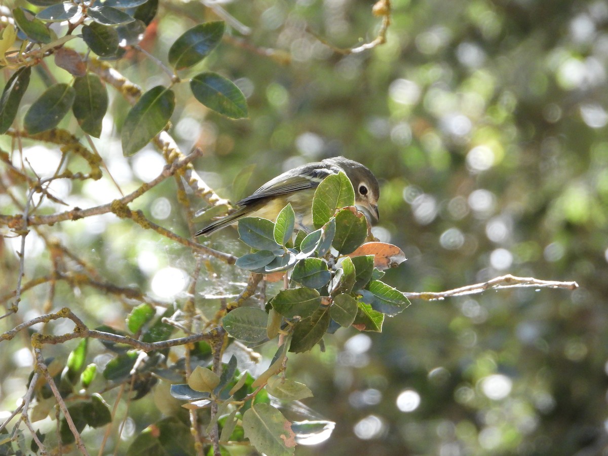 Cassin's Vireo - ML621923523