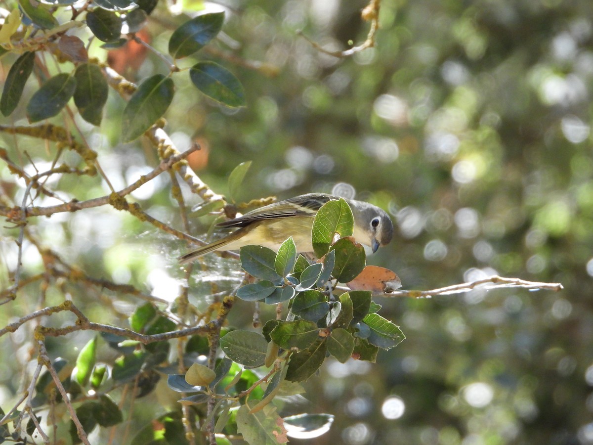 Cassin's Vireo - ML621923524