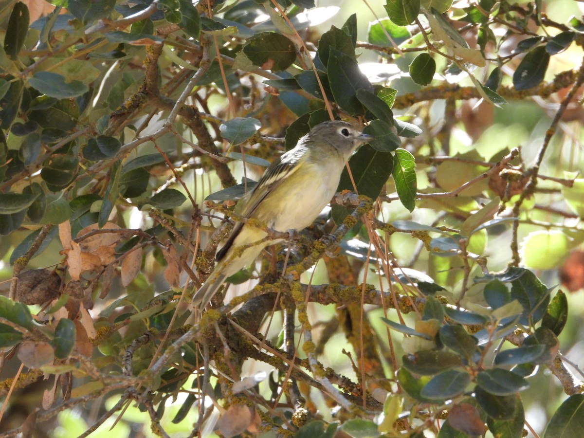 Cassin's Vireo - ML621923525