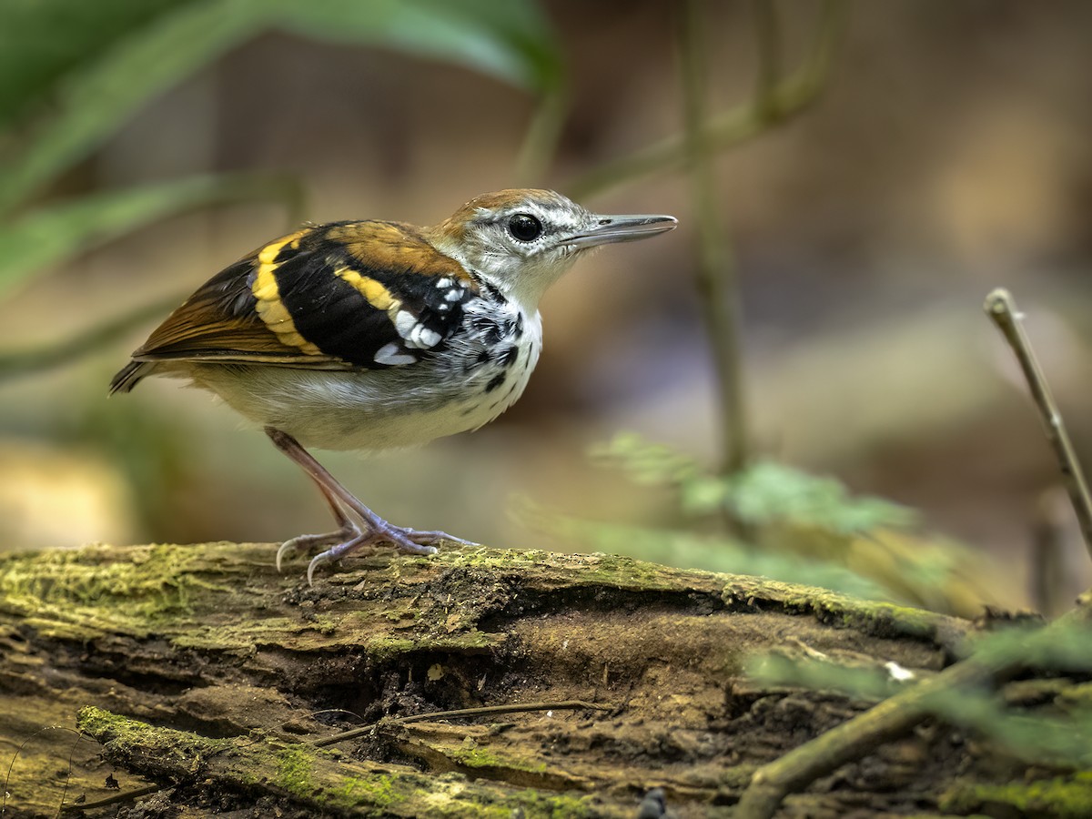 Banded Antbird - Andres Vasquez Noboa
