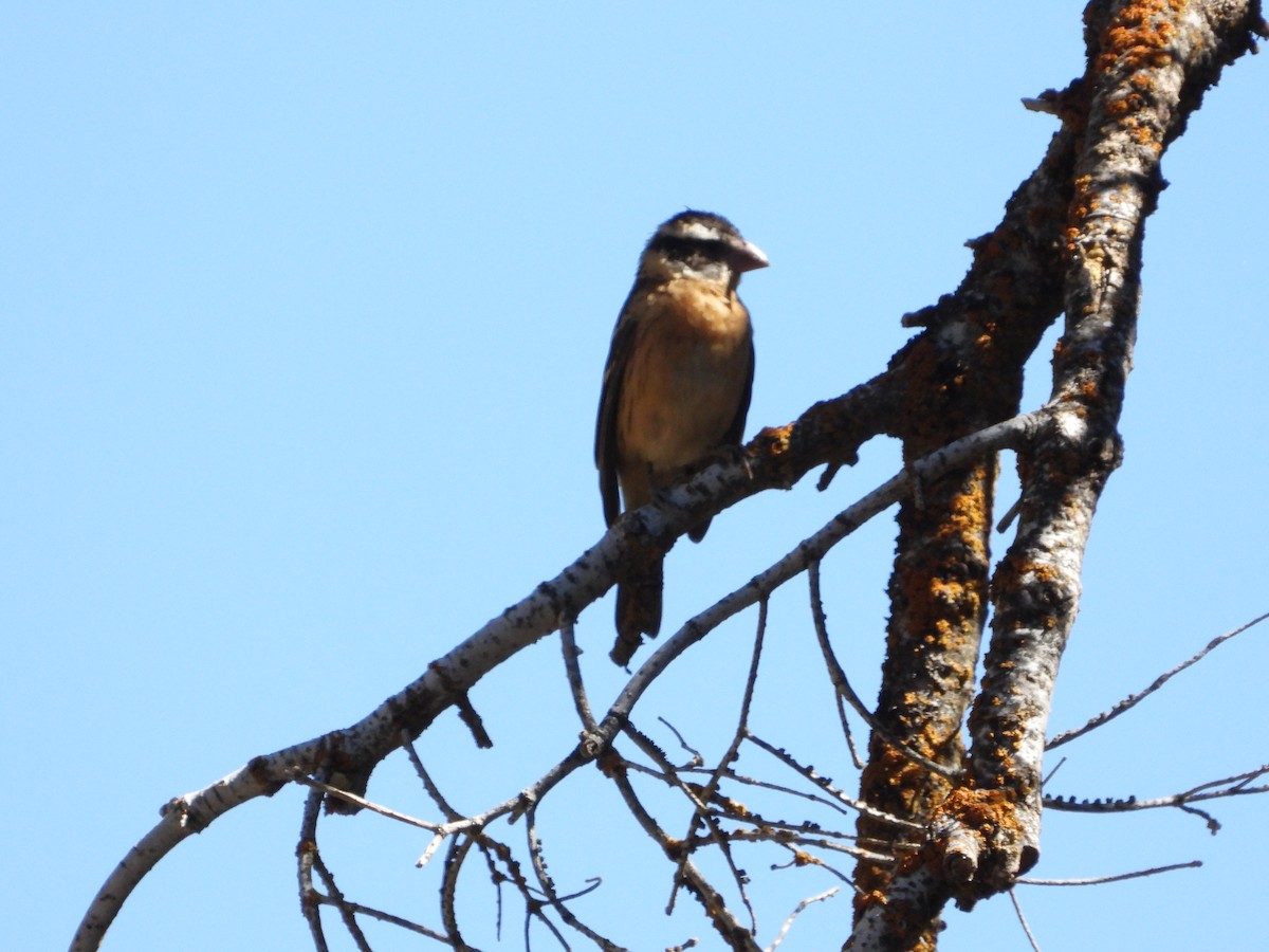 Black-headed Grosbeak - ML621923628