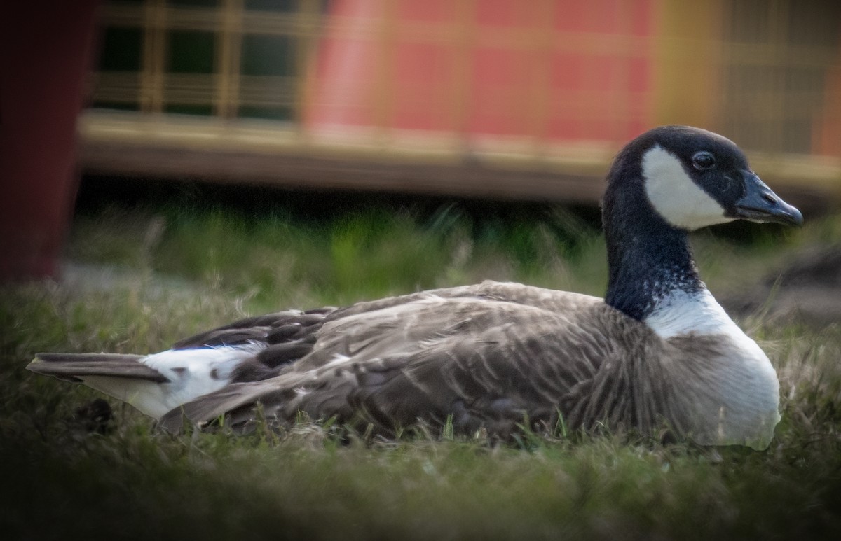 Cackling Goose (Aleutian) - ML621923634