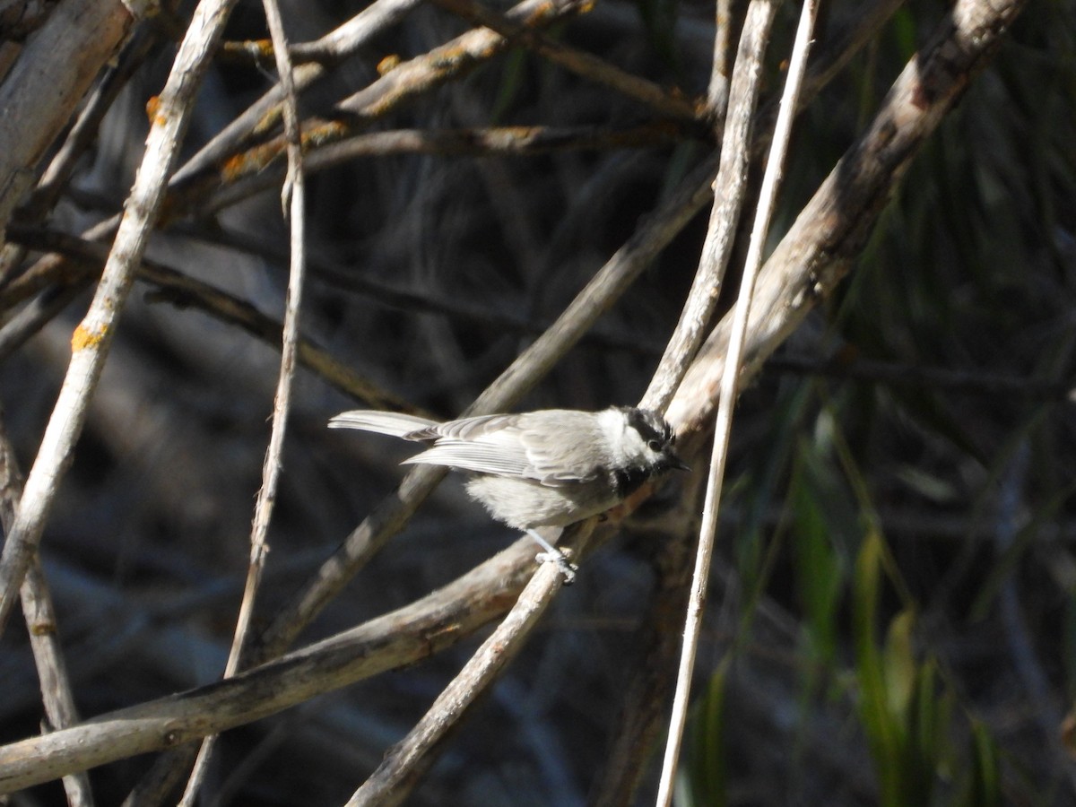 Mountain Chickadee - ML621923655