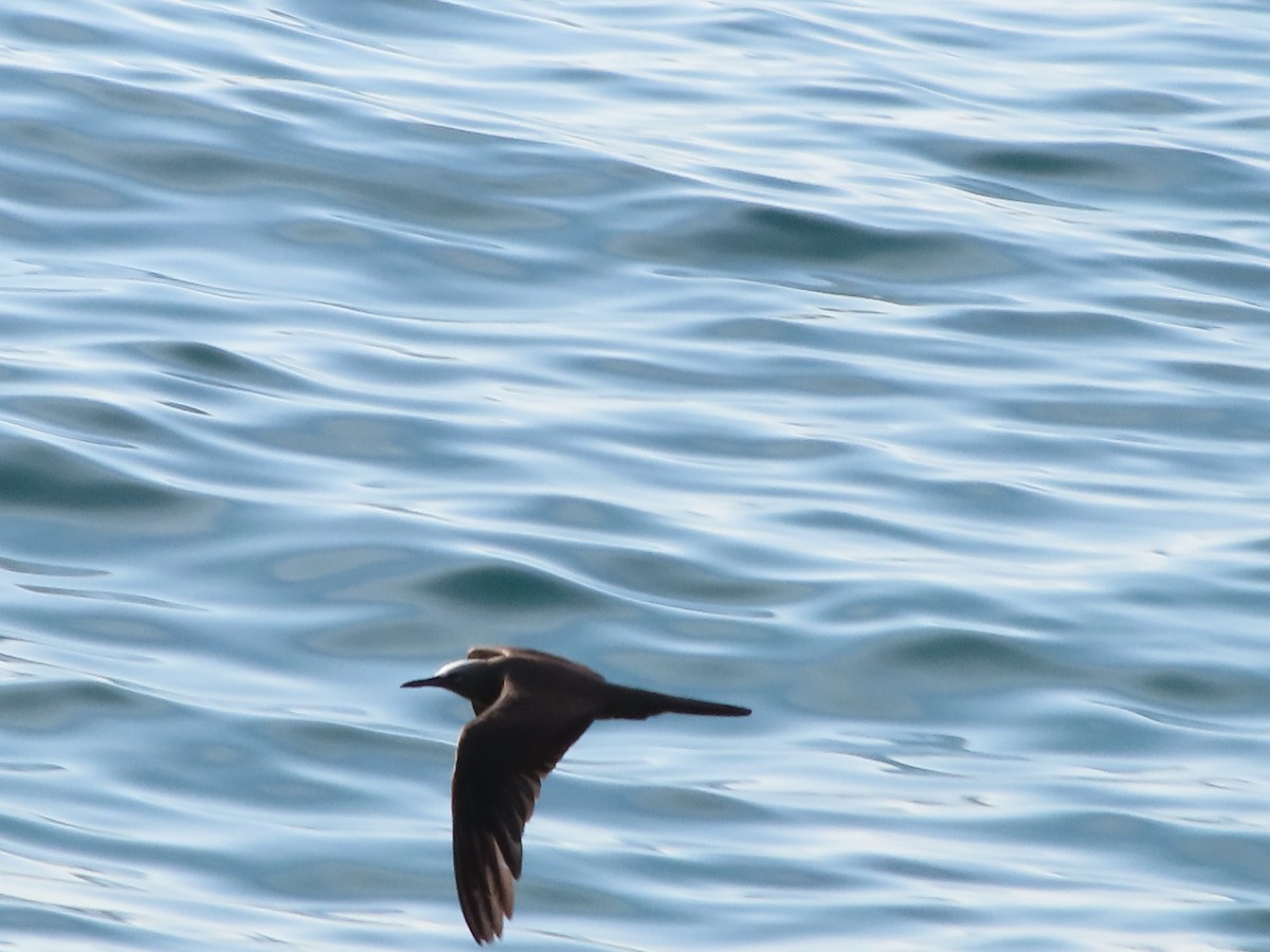 Brown Noddy - alberto llaguno