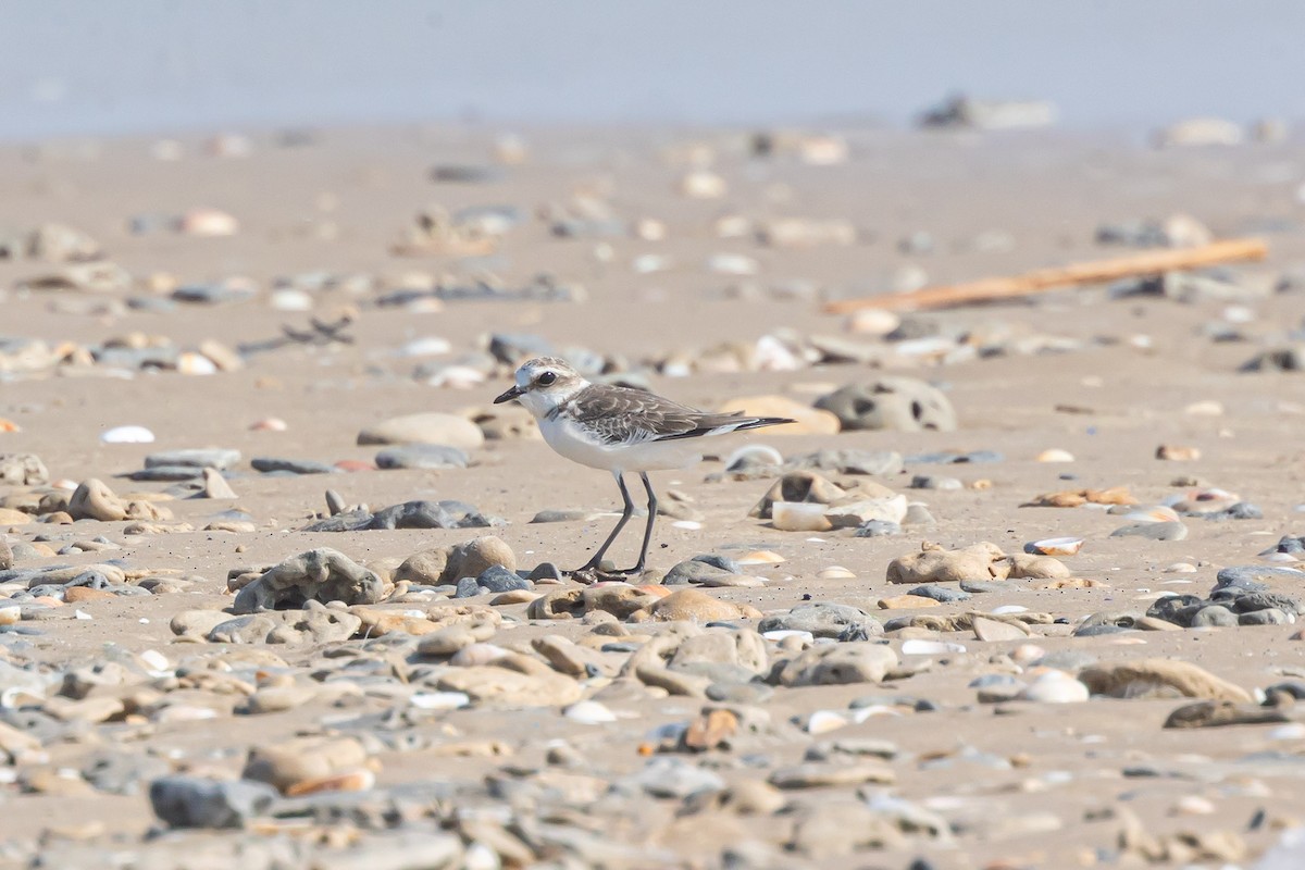 Kentish Plover - ML621923752