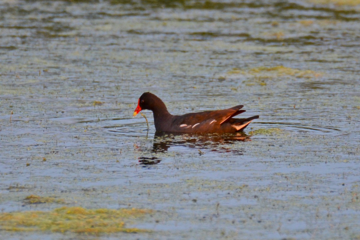 Common Gallinule - ML621923778