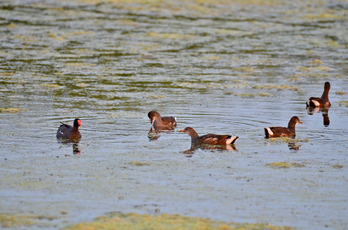 Common Gallinule - Judith James