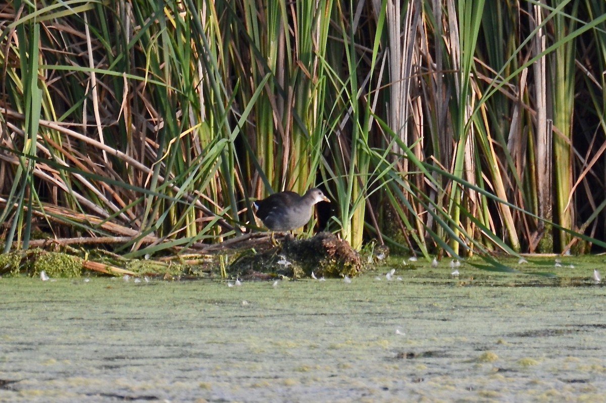 Common Gallinule - ML621923793