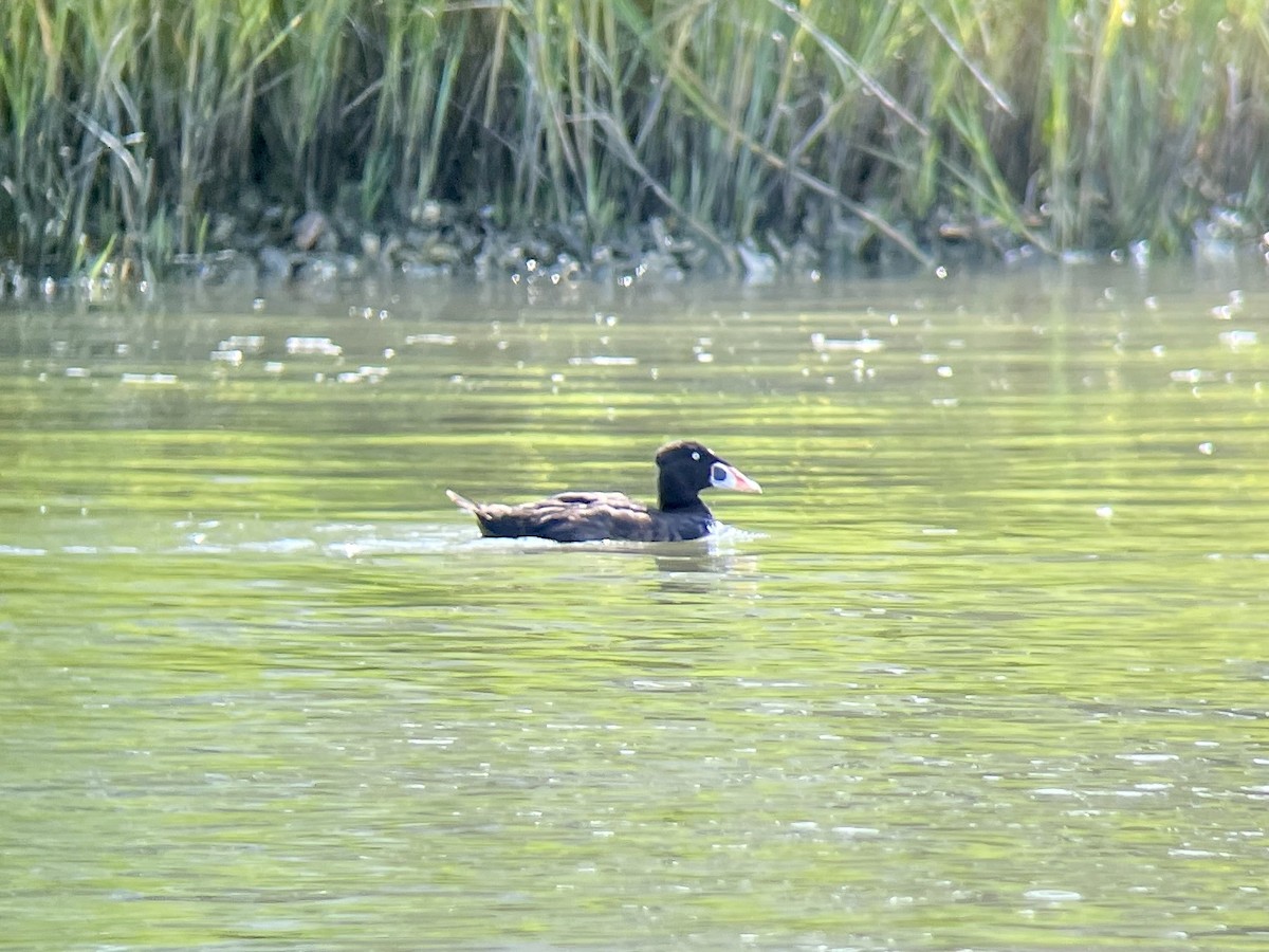 Surf Scoter - ML621923846