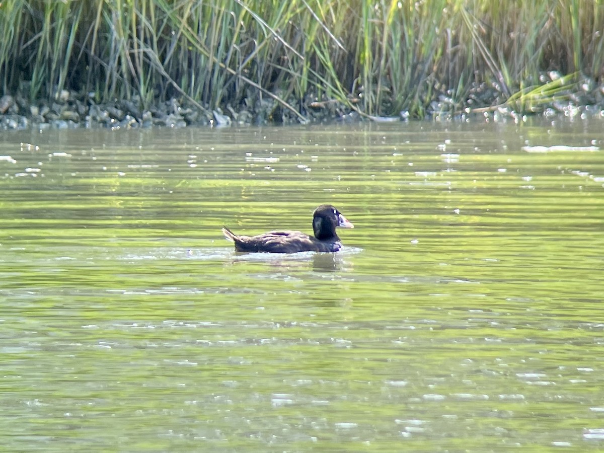 Surf Scoter - ML621923847