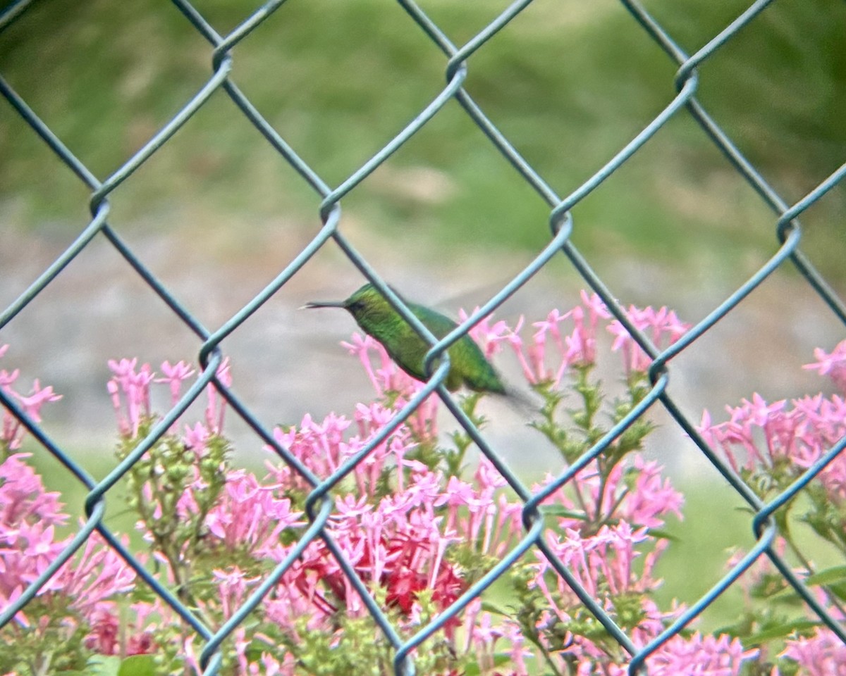 Garden Emerald - ML621923879