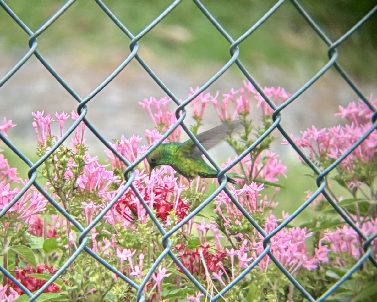 Garden Emerald - ML621923880