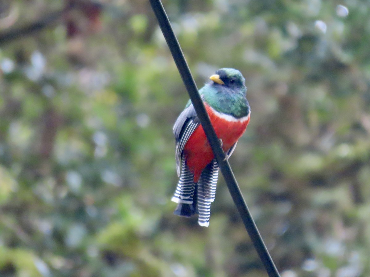 Collared Trogon (Xalapa) - ML621923944