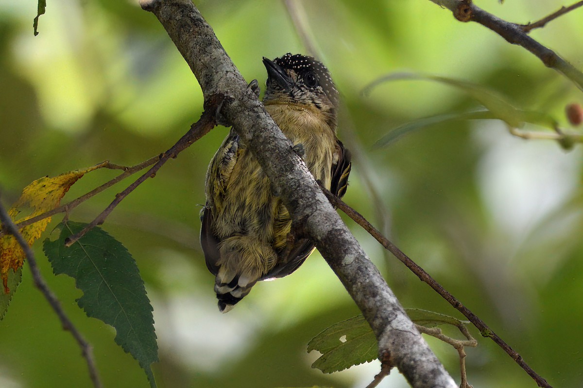 Olivaceous Piculet - ML621924049