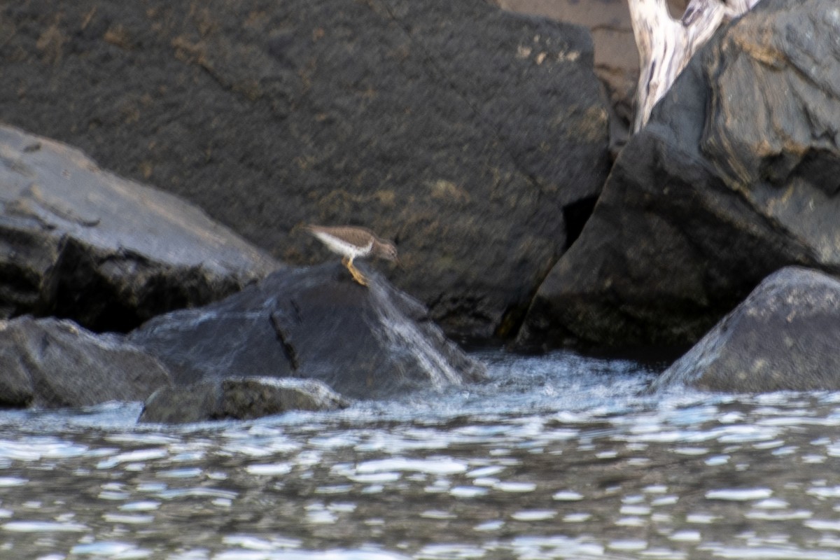 Spotted Sandpiper - ML621924300