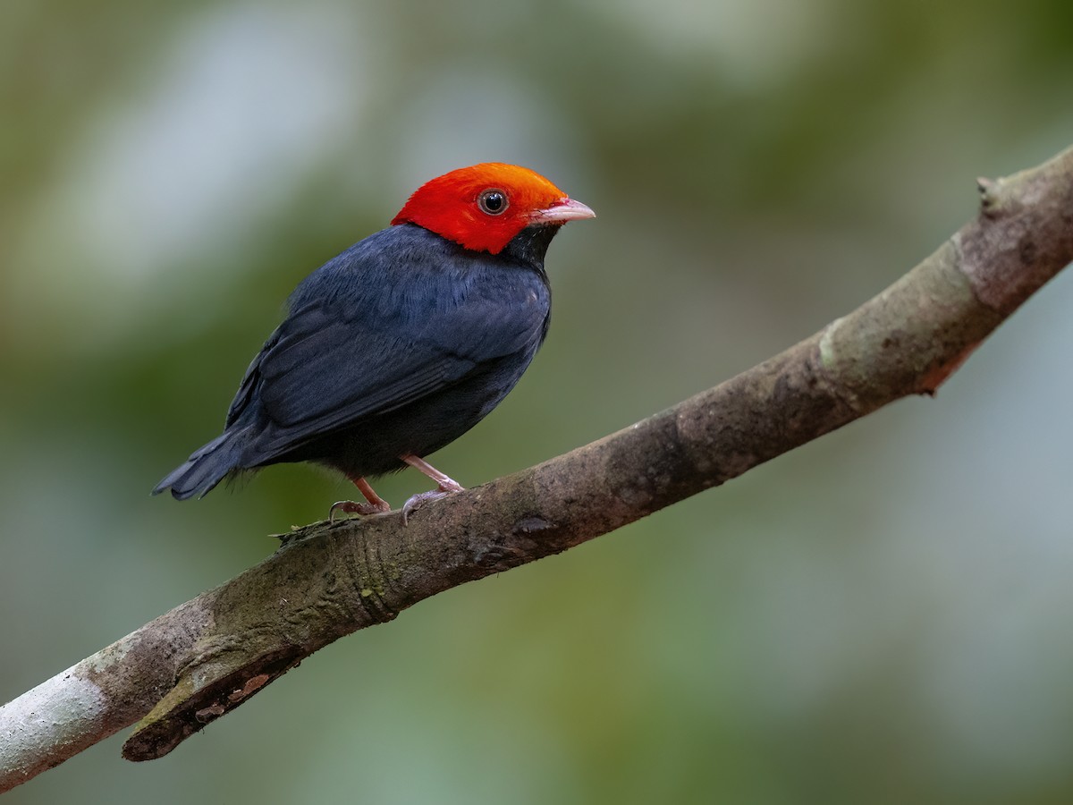 Red-headed Manakin - Andres Vasquez Noboa