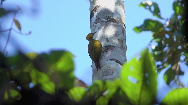 Yellow-throated Woodpecker - ML621924360