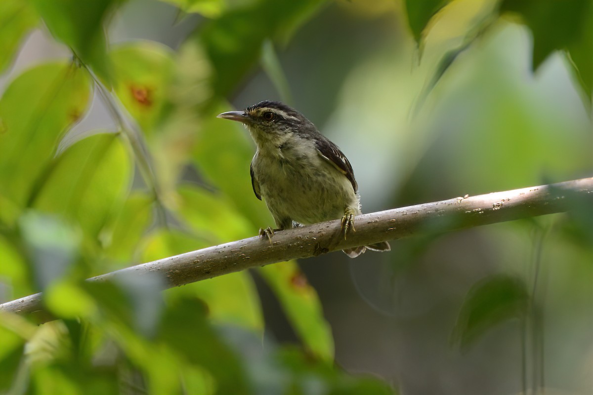 Double-banded Graytail - ML621924381