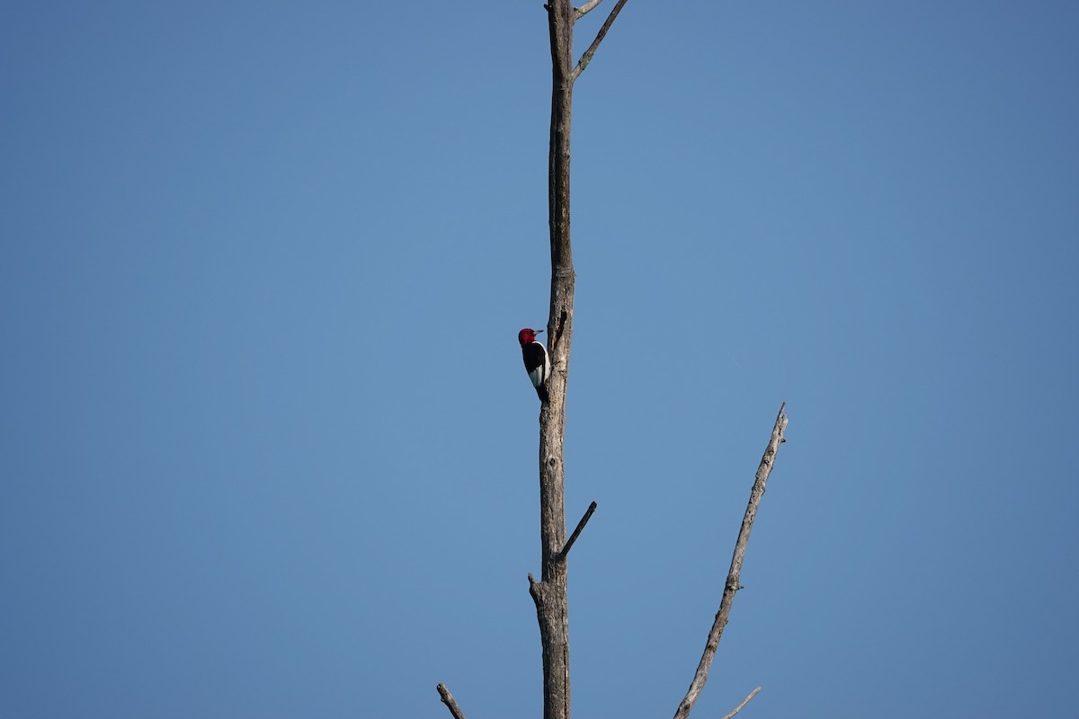 Red-headed Woodpecker - ML621924443