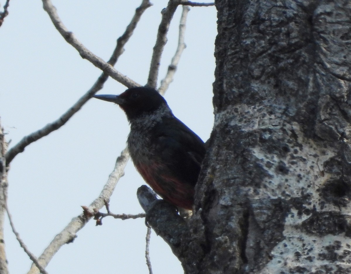 Lewis's Woodpecker - Helen Diakow