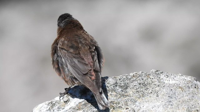 grånakkefjellfink - ML621924459